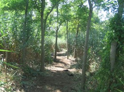 IMG_0005